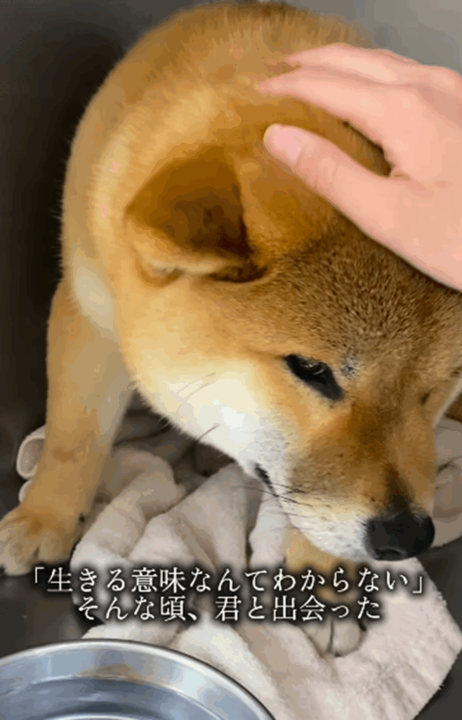 くま丸くんとの出会いがあって…（＠kumamaru_shibaさんより提供）