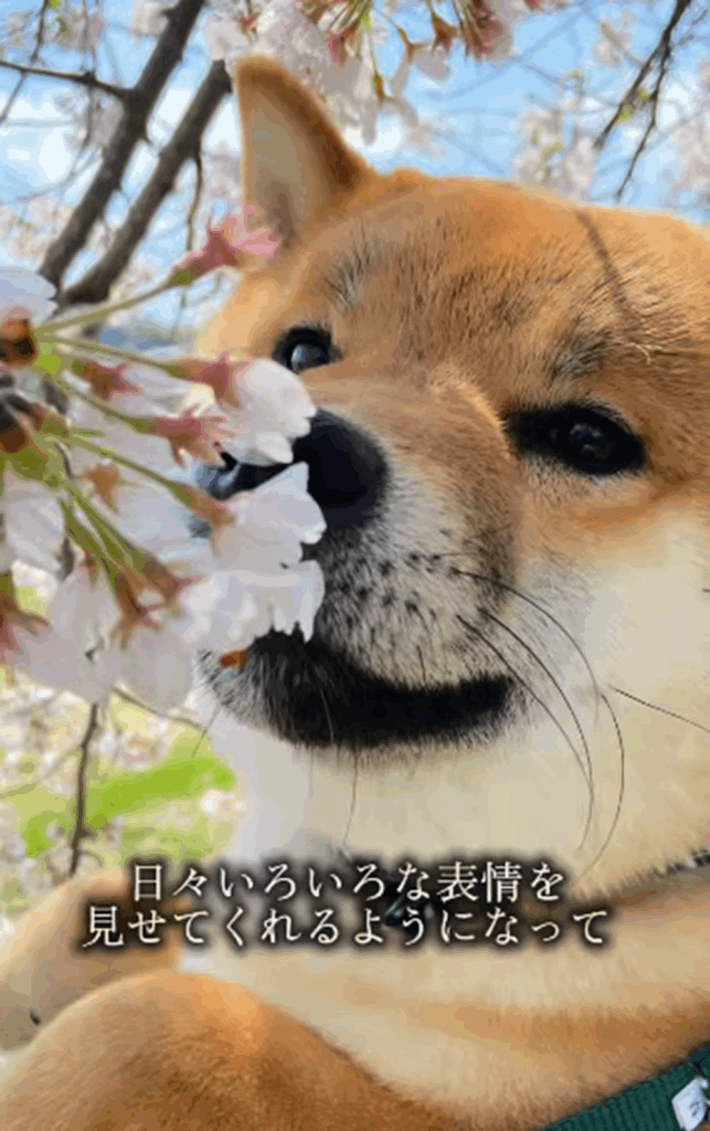 いろいろな表情を見せてくれるようになり…（＠kumamaru_shibaさんより提供）