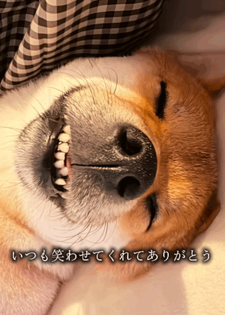 かわいいくま丸くん（＠kumamaru_shibaさんより提供）