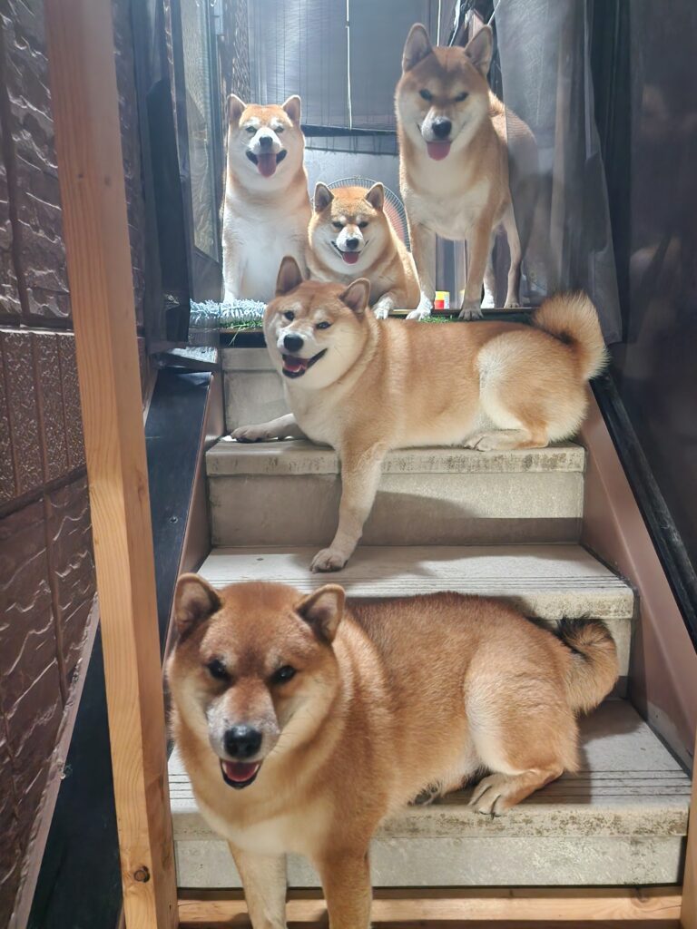 普段の様子②（＠5shiba_familyさんより提供）