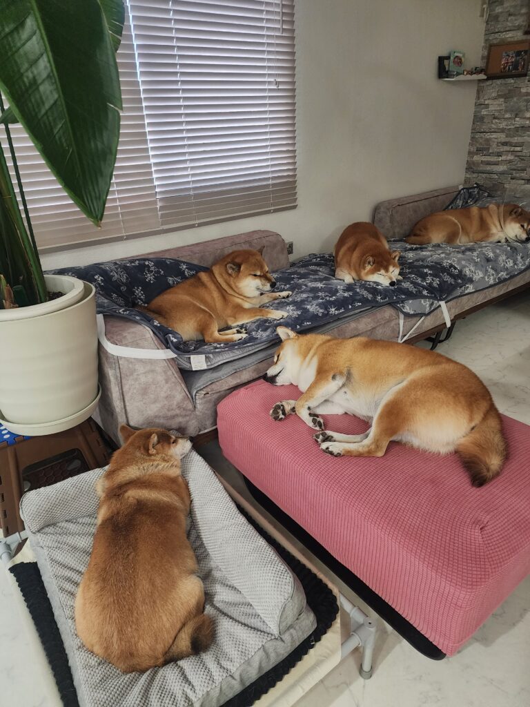 普段の様子④（＠5shiba_familyさんより提供）