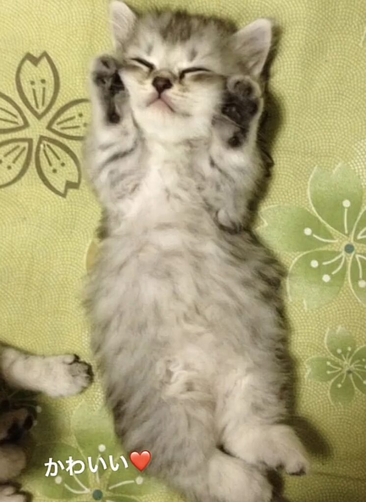 子猫の頃①（＠mikoto7125さんより提供）