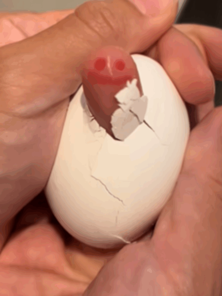 卵の中から勢いよく飛び出したのは？（@katsuobushi__0071さんより提供）
