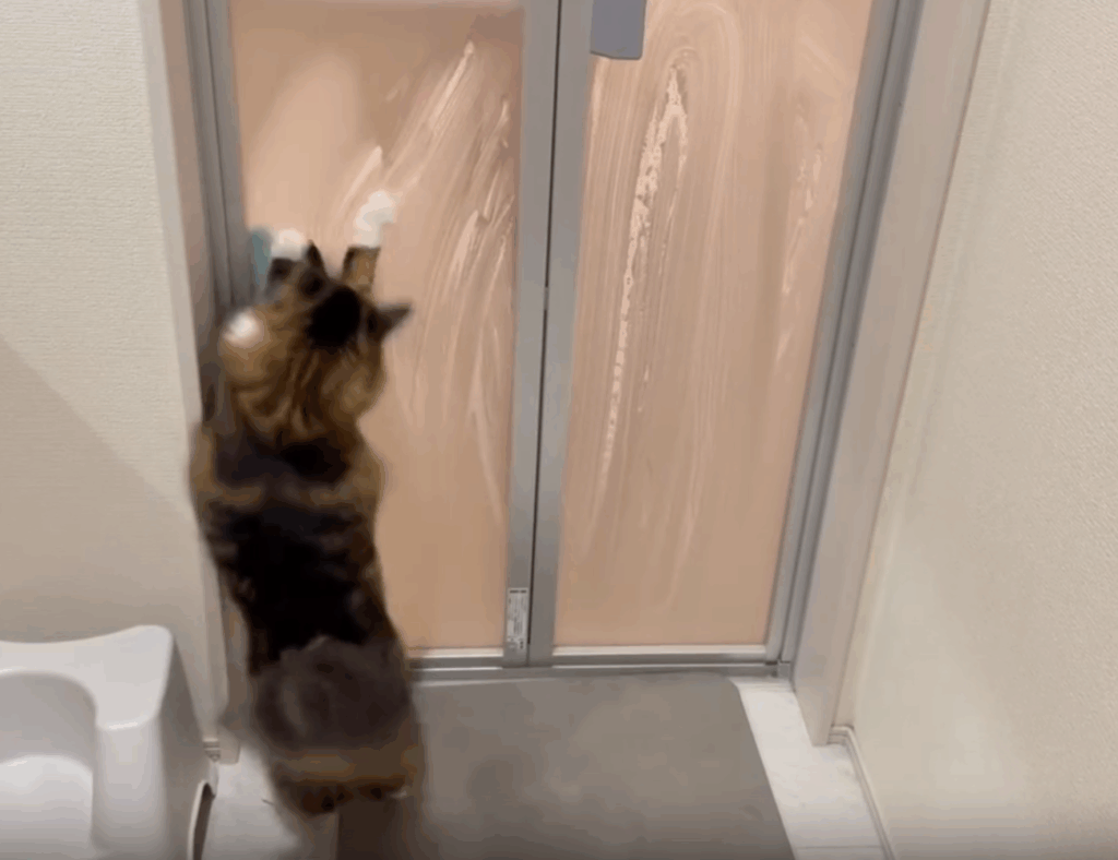 お風呂掃除のスポンジを追いかけるグレンくん②（@fuuboo30さんより提供）