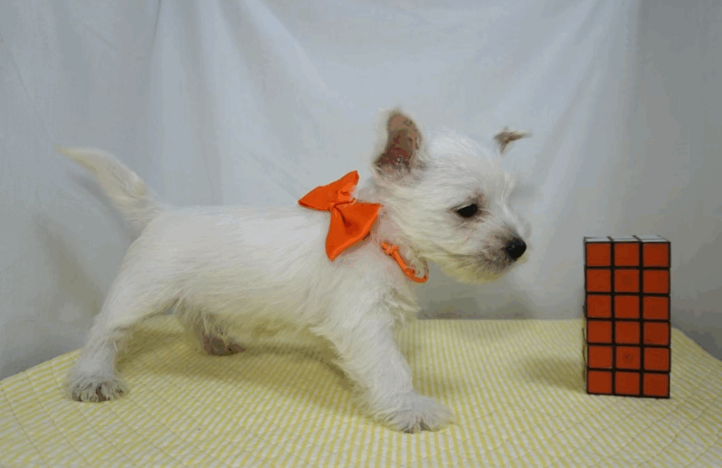 【実際の写真】シロクマに間違えられた動物