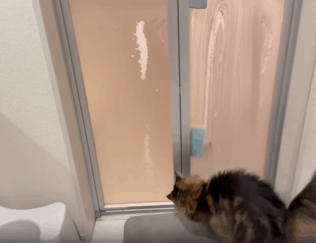 お風呂掃除のスポンジを追いかけるグレンくん①（@fuuboo30さんより提供）