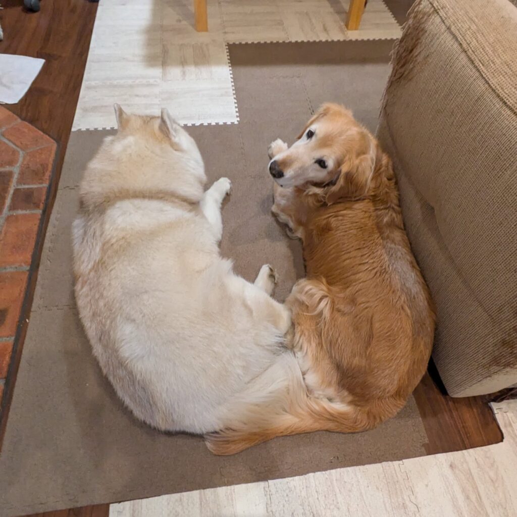 仲良しのしろちゃんと一緒①（@8055marikoさんより提供）