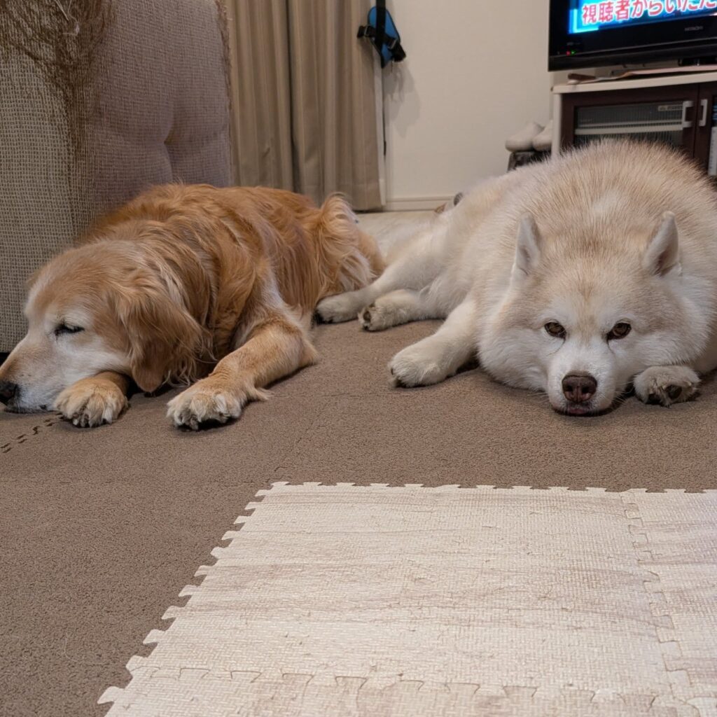 仲良しのしろちゃんと一緒②（@8055marikoさんより提供）