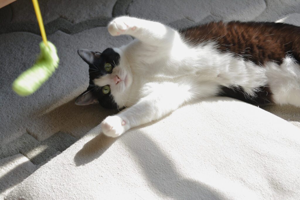 普段のゆげちゃん③（@makiko108さんより提供）