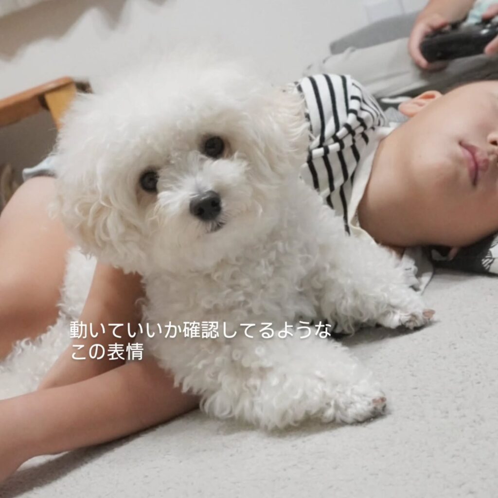 普段の様子②（＠pochi.ta_maltipooさんより提供）