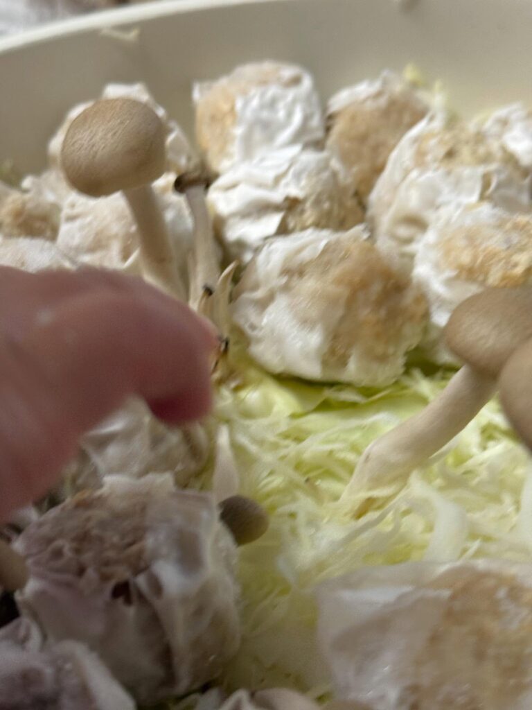 娘さんが並べたきのこ①（＠suzu_hana_yuuさんより提供）