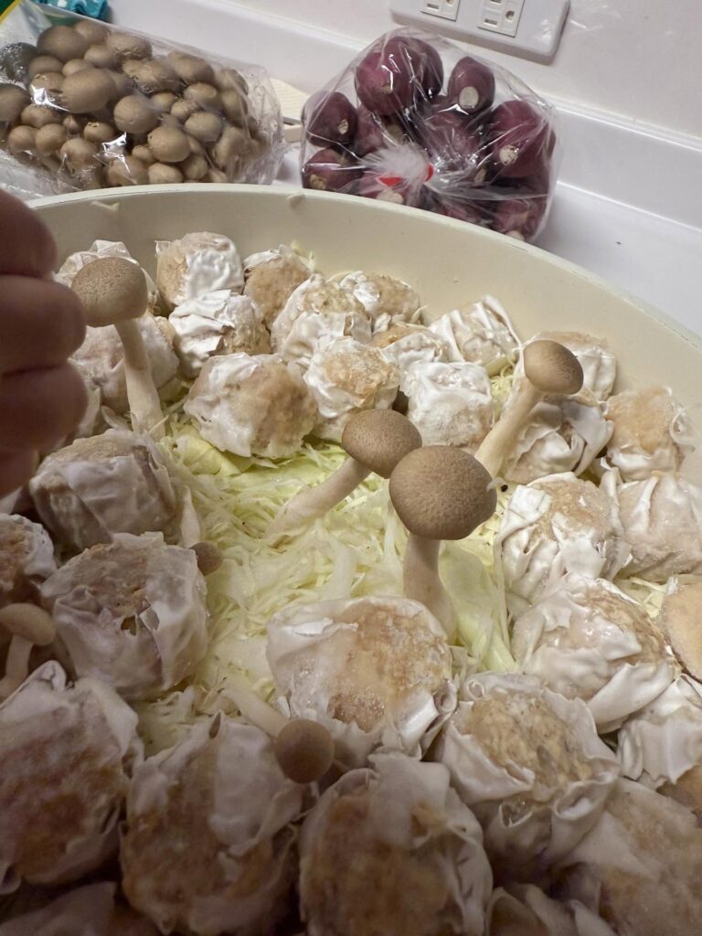 娘さんが並べたきのこ②（＠suzu_hana_yuuさんより提供）