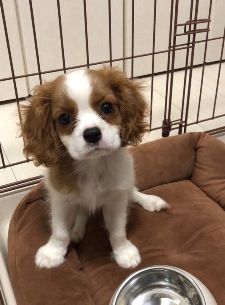 【実際の写真】ぬいぐるみのようなわんこの衝撃の3年後