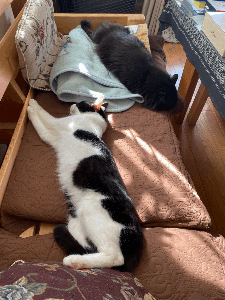 毛並みがよくなり、健康に（＠ueda_learningさんより提供）