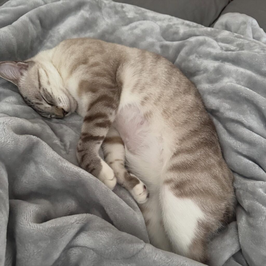 普段のルカちゃんの様子②（＠lukaluka_journalさんより提供）