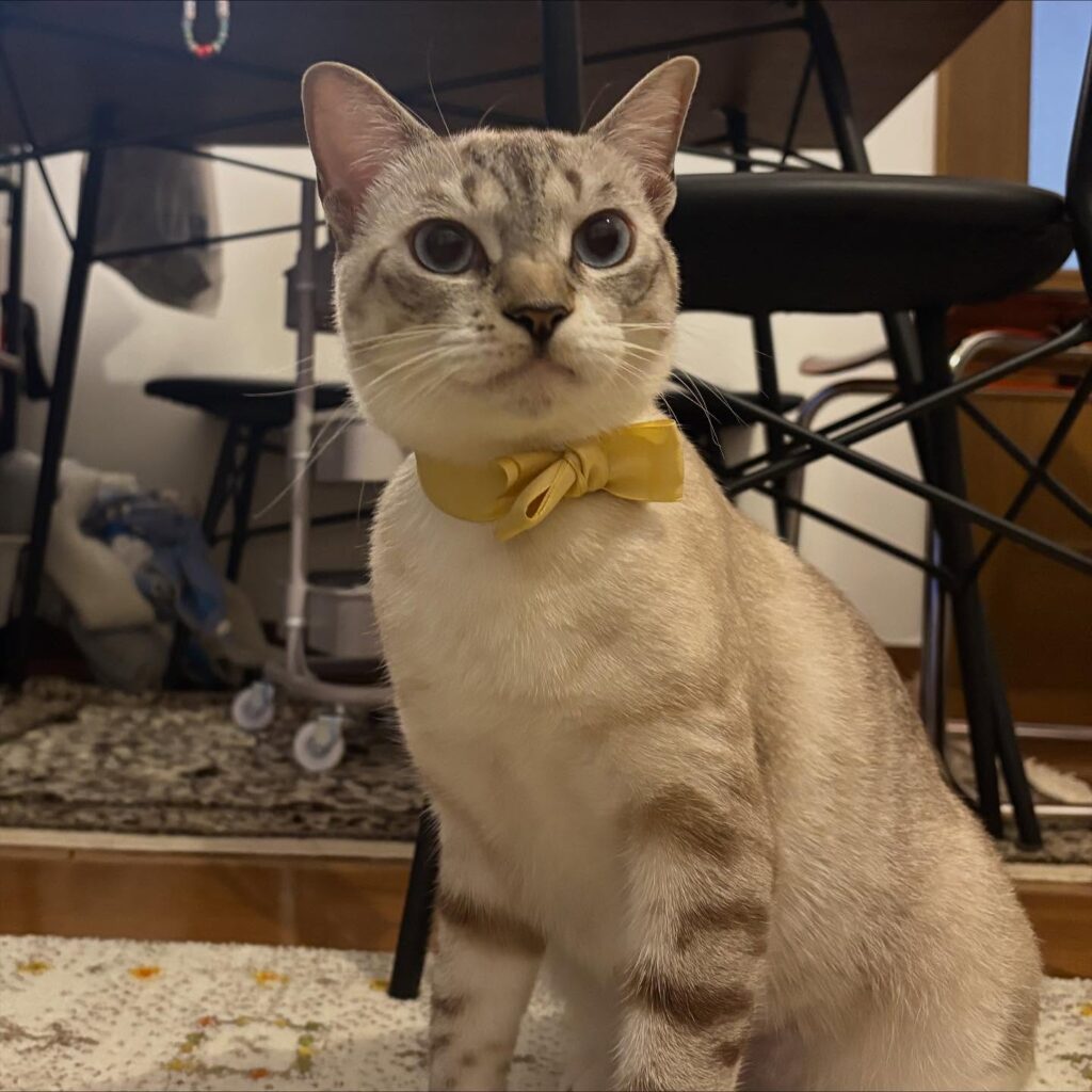 【実際の写真】視線の正体