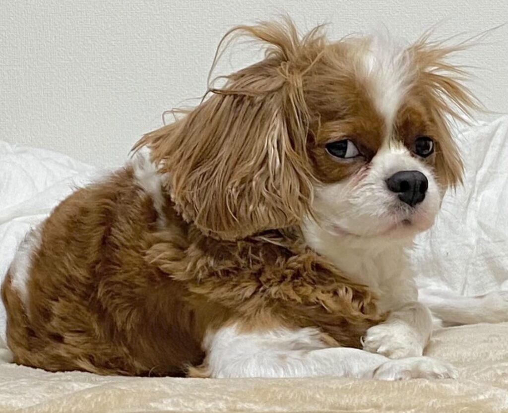 4歳の頃のれおくん（＠reokun519さんより提供）