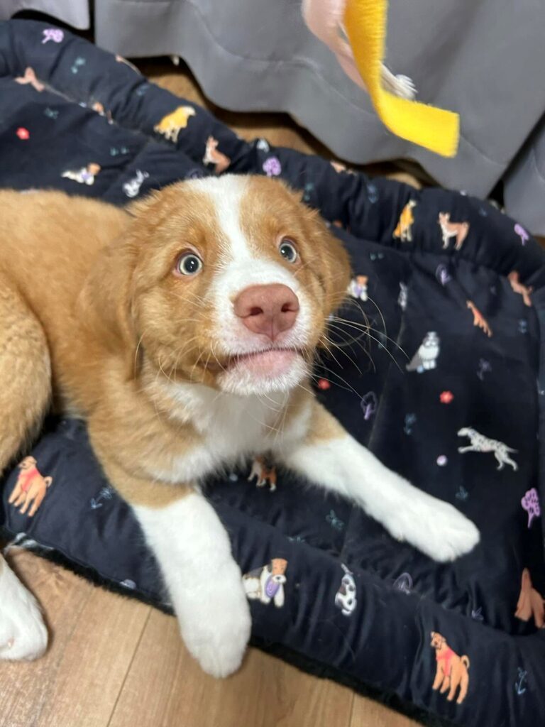 子犬のころ②（＠ollieandpawzさんより提供）