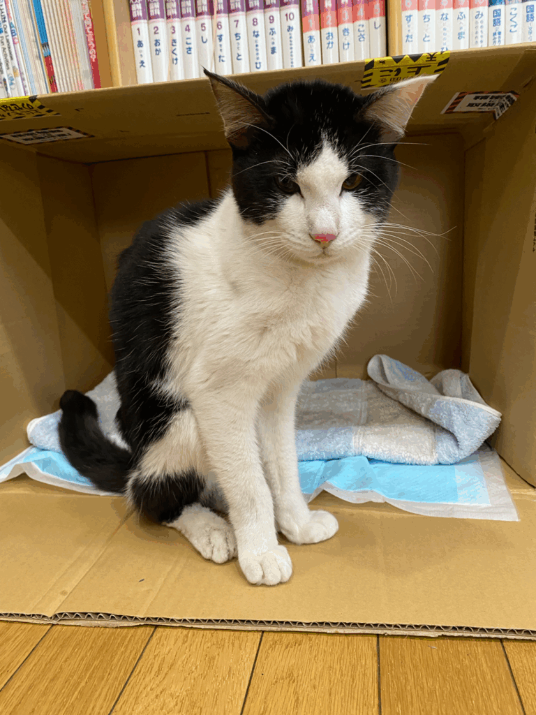 保護時の安蘭くん（＠ueda_learningさんより提供）