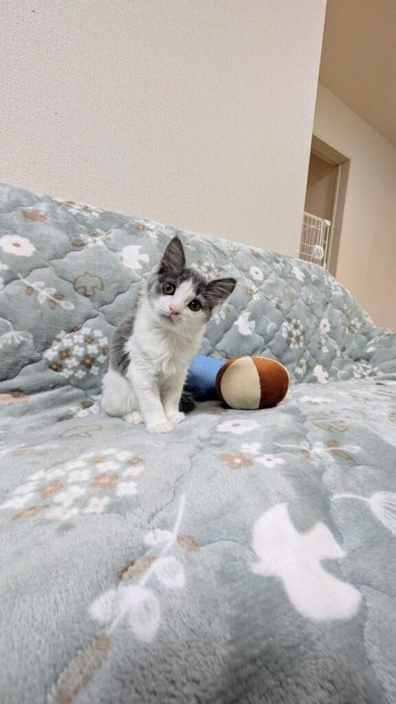 クリクリの目がかわいい小平ちゃん（＠sa_chi_tanさんより提供）