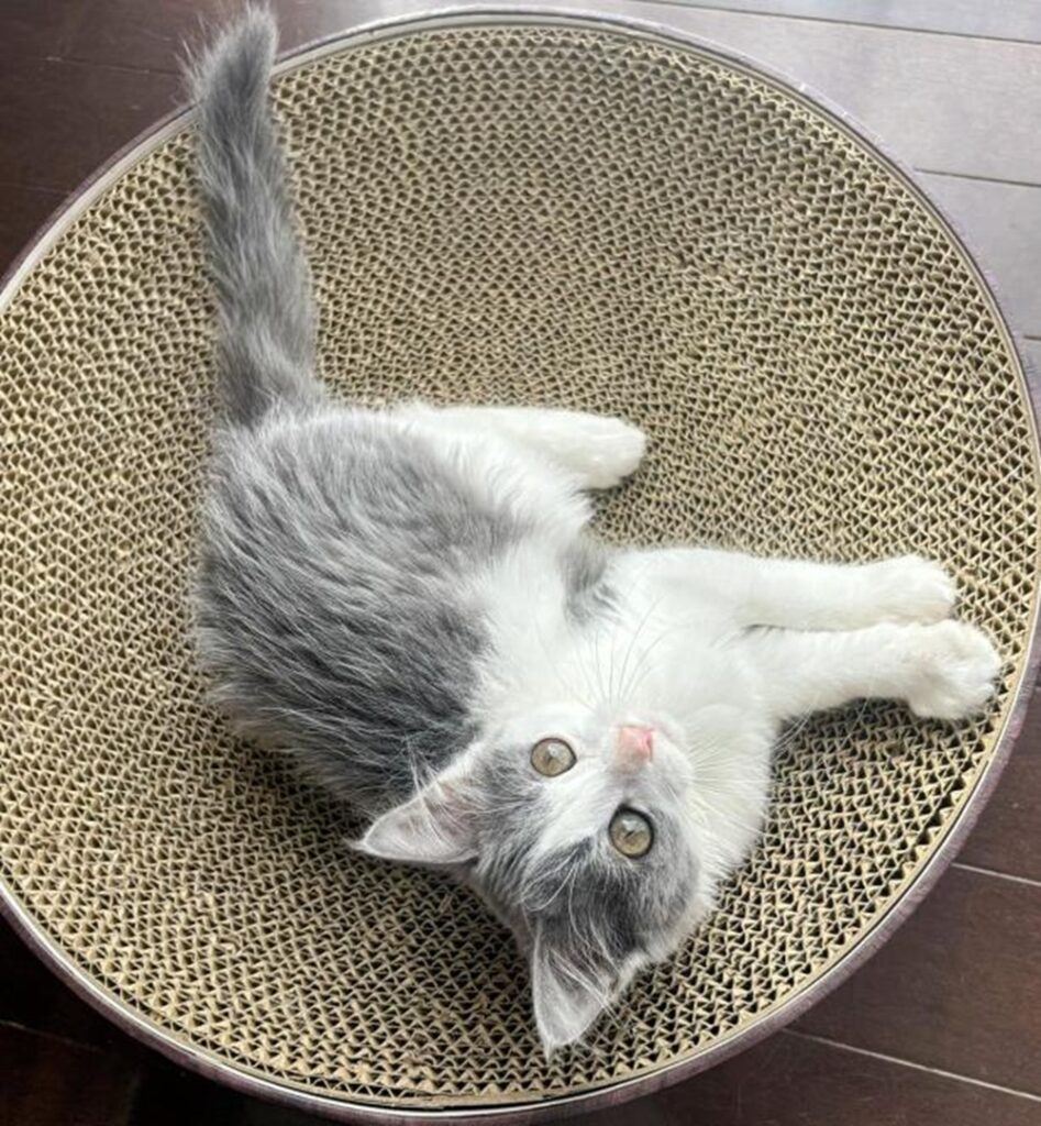 大きくなりました（＠sa_chi_tanさんより提供）