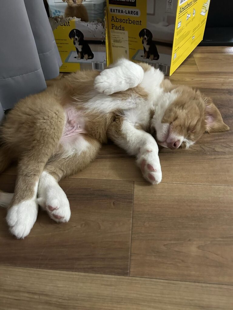 子犬のころ①（＠ollieandpawzさんより提供）