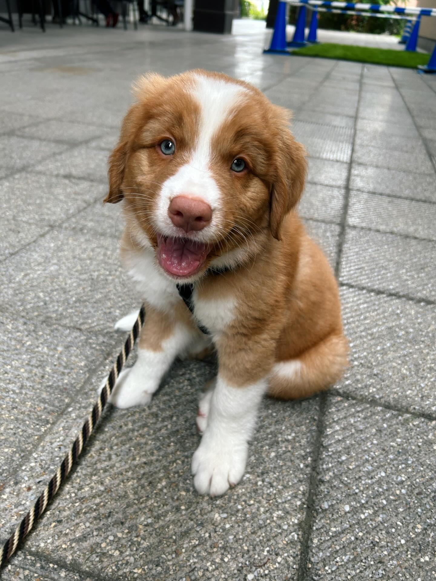 青い瞳が特徴的なふわふわの子犬。1年後、成長した現在の姿に「おっっふ」「天下取れる」「これは優勝」