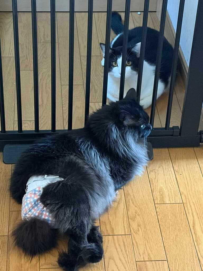 2匹の距離が少しずつ近づき…（＠ueda_learningさんより提供）