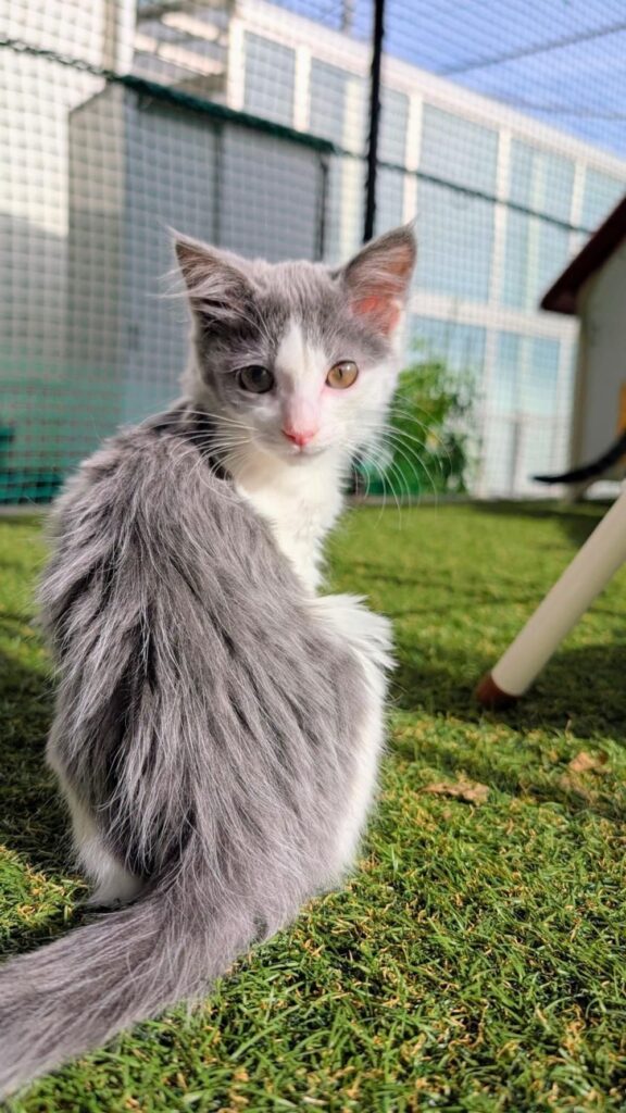 長毛猫ちゃんだった（＠sa_chi_tanさんより提供）