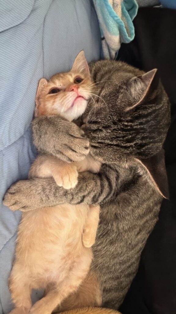 もぐみちゃんととらこちゃん②（＠hitomi_0calさんより提供）