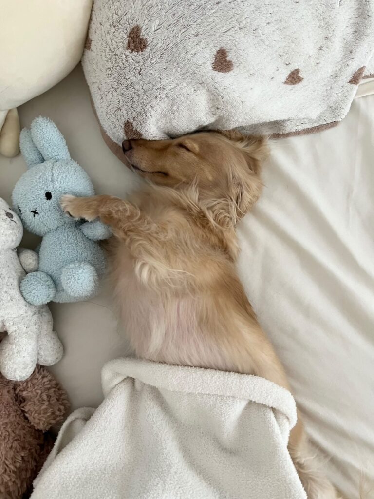 ちゃちゃちゃん②（＠chacha210309さんより提供）