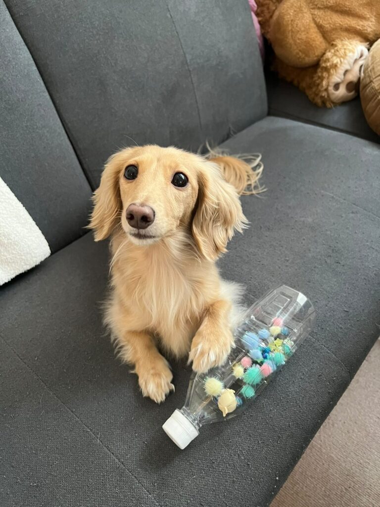 ちゃちゃちゃん①（＠chacha210309さんより提供）