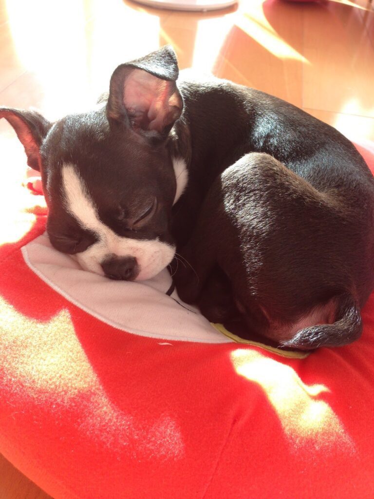 【実際の写真7枚】8年後の姿