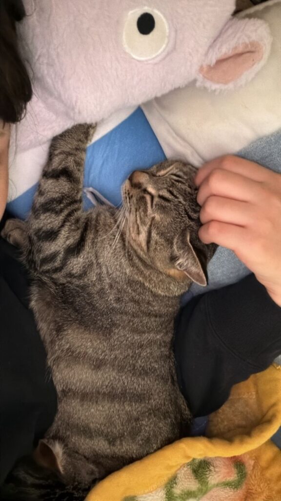 【実際の写真】飼い主さんが見た光景