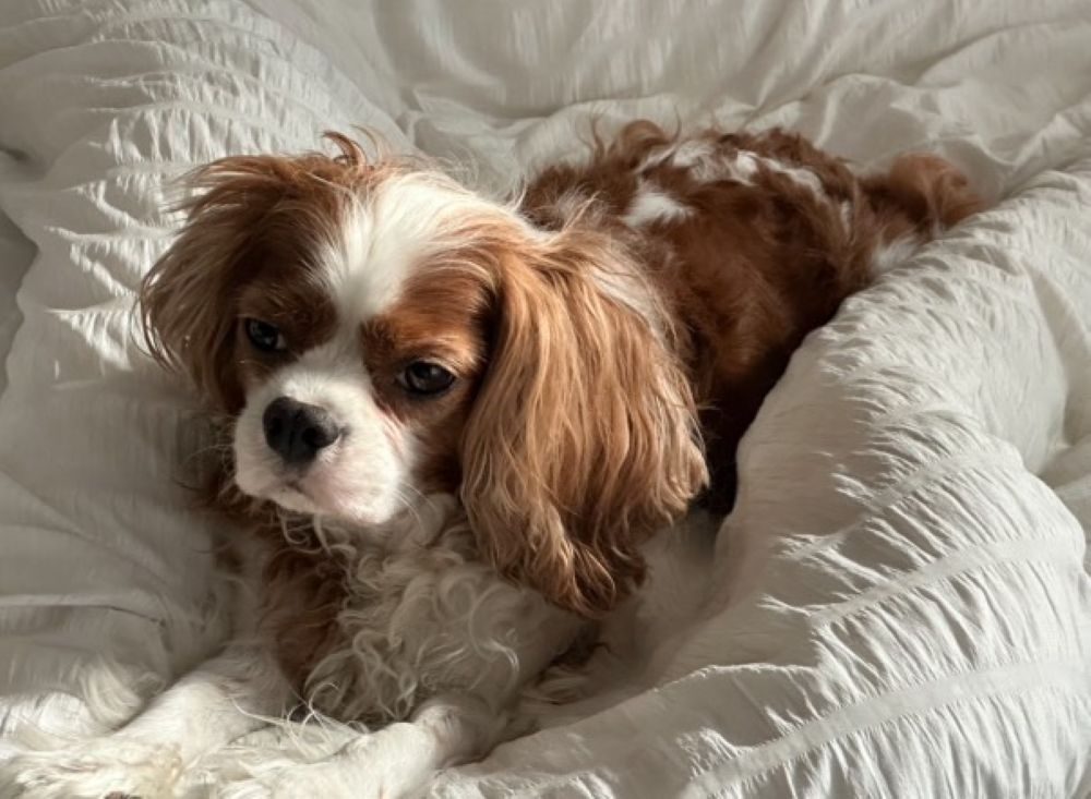 2023～2025年頃（＠reokun519さんより提供）