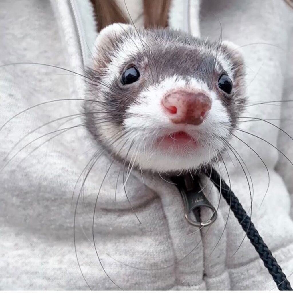 毛布の中から顔だけひょっこり（＠coco.ferret1019さんより提供）