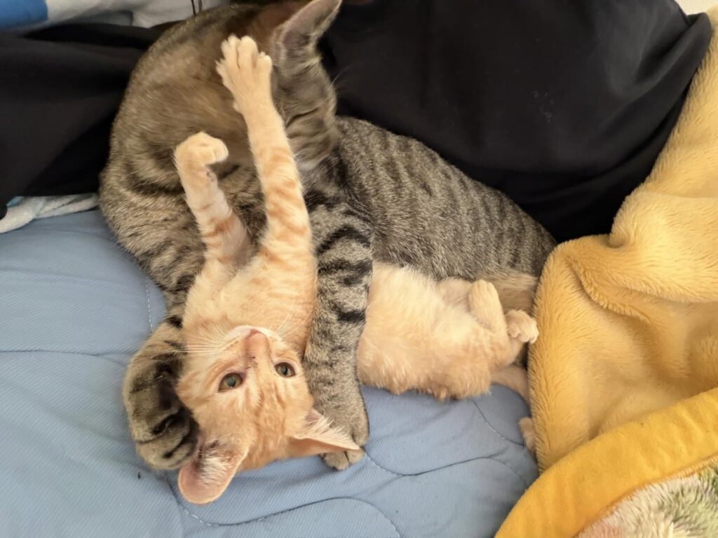 もぐみちゃんととらこちゃん⑤（＠hitomi_0calさんより提供）