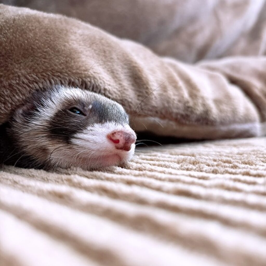 こたつ、あったかいね！（＠coco.ferret1019さんより提供）