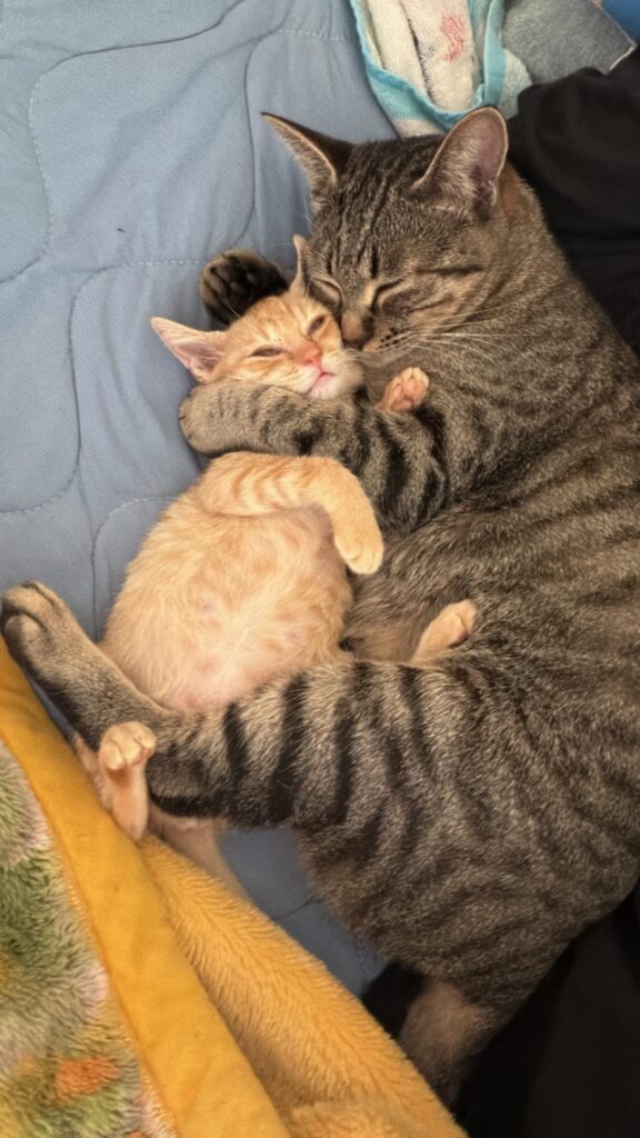 もぐみちゃんととらこちゃん①（＠hitomi_0calさんより提供）