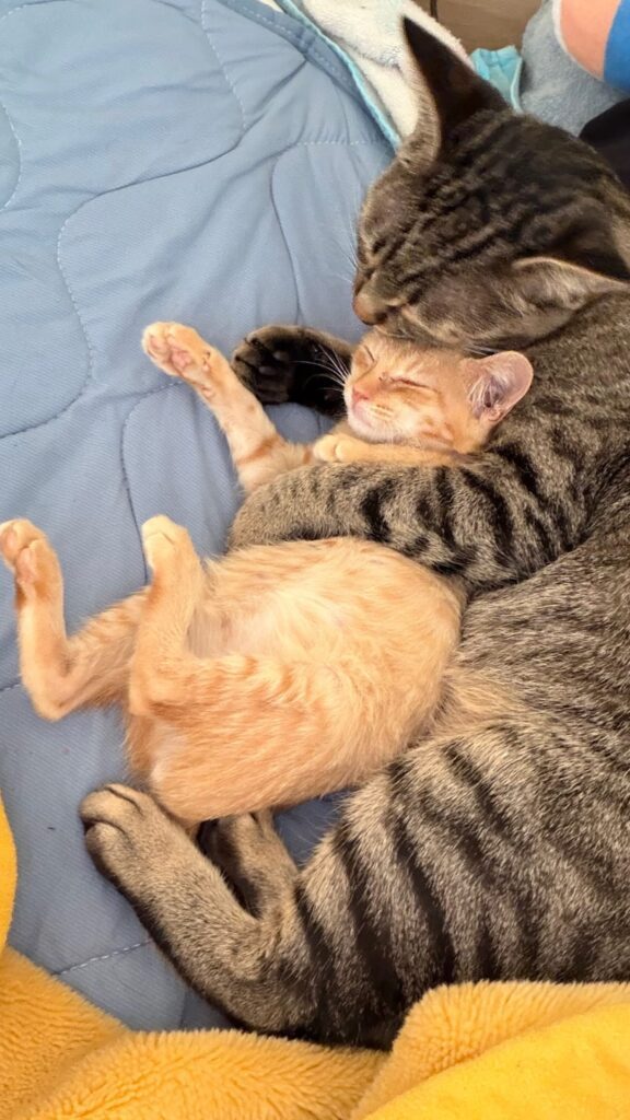 もぐみちゃんととらこちゃん④（＠hitomi_0calさんより提供）