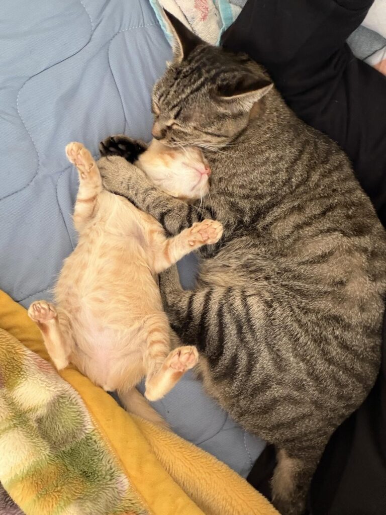 もぐみちゃんととらこちゃん③（＠hitomi_0calさんより提供）