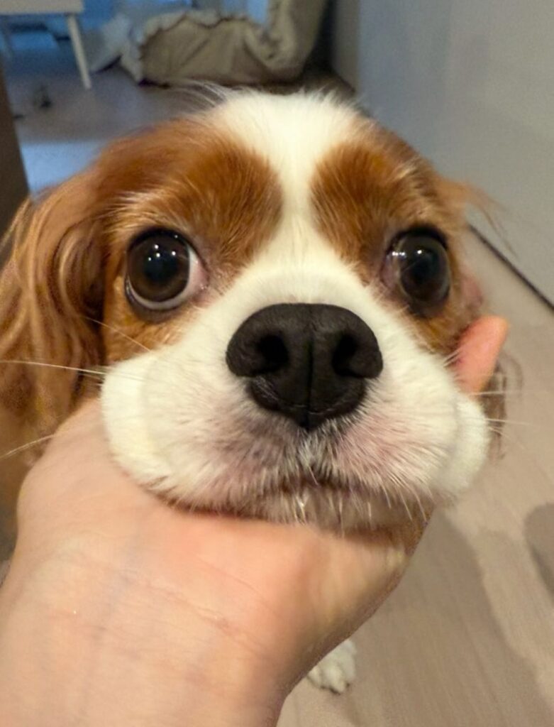 現在の様子（＠reokun519さんより提供）