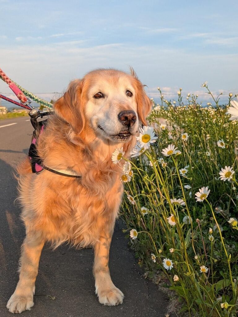 人懐っこいまりこちゃん③（@8055marikoさんより提供）