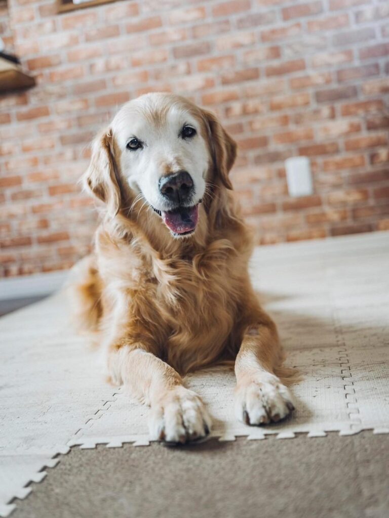 人懐っこいまりこちゃん②（@8055marikoさんより提供）