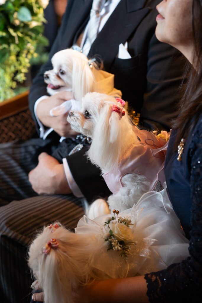 お母さんが連れてきたワンちゃんたち（＠bellebon_1225さんより提供）