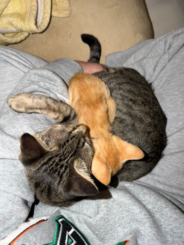 もぐみちゃんととらこちゃん⑥（＠hitomi_0calさんより提供）