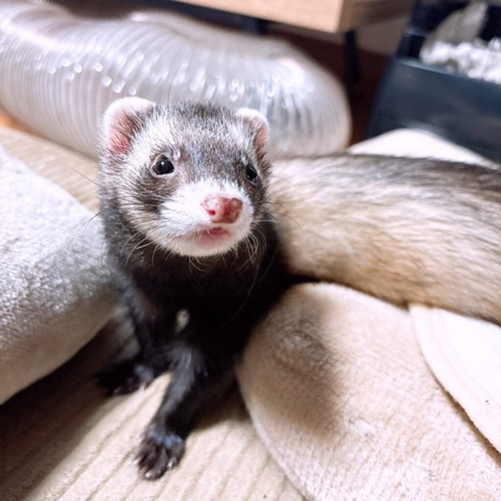 我が家のアイドル、ココちゃんです（＠coco.ferret1019さんより提供）