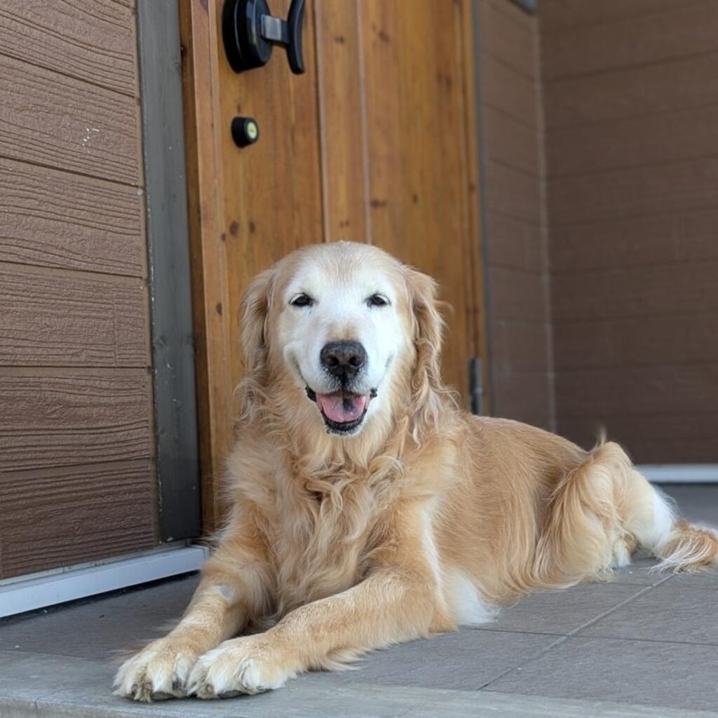 【実際の写真】愛犬の診断書