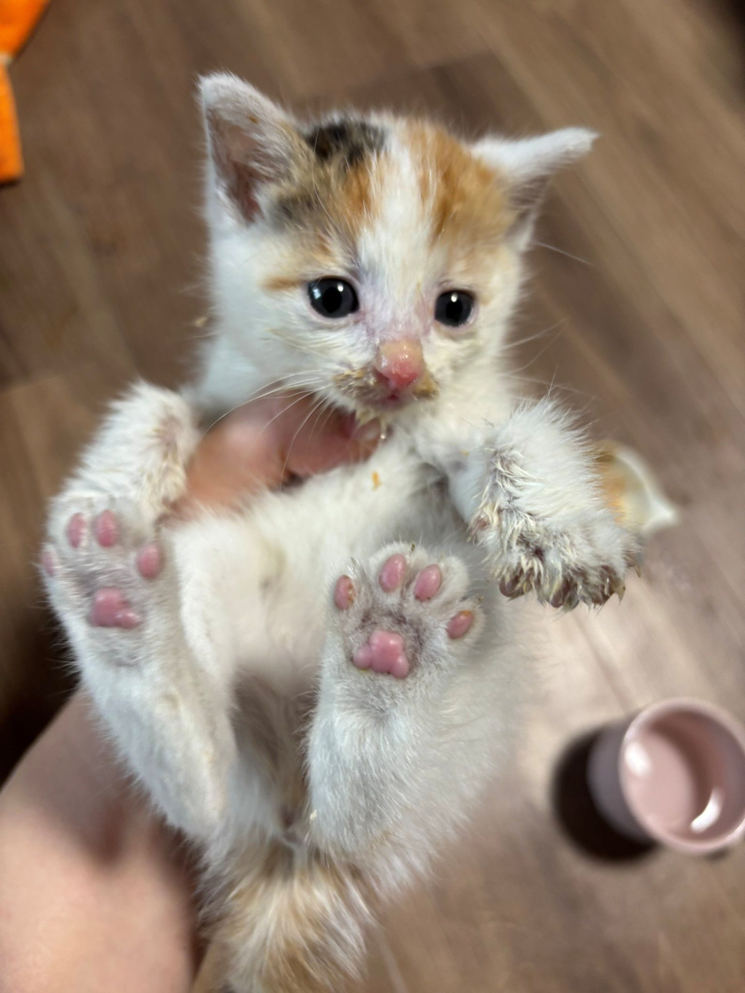 体重わずか200gの弱々しい子猫を保護。→しかし、3ヶ月後の様子に「本能的」「間違いないですね」「元気な証拠」「捕獲～」