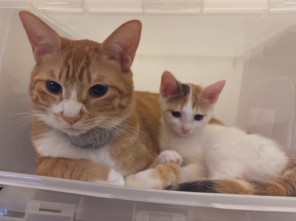 親子のような2匹（＠yapomesaさんより提供）